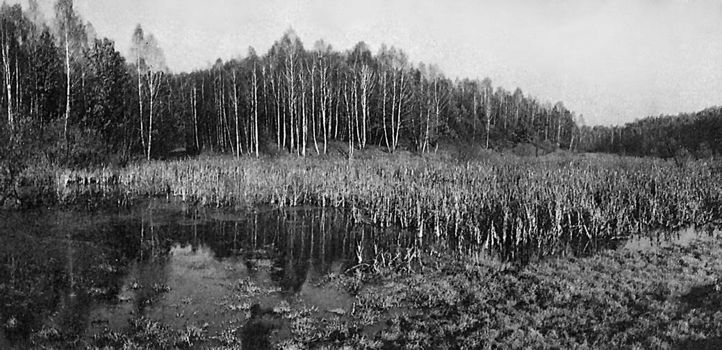 фото: Дніпровсько-Деснянський заказник